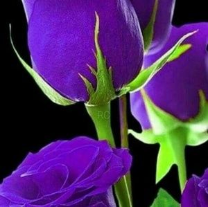 Meet your Posher, Lashawn